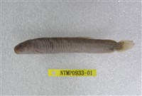 藏品(泥鰍)的圖片